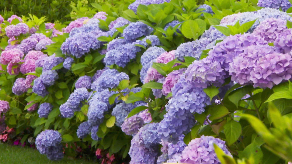 Hydrangeas in Cape Cod, Mass. / Credit: CBS News