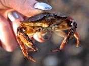 <p><strong>State Crustacean: Dungeness crab </strong></p><p>A fourth grade class petitioned the legislature in 2009 to get the Dungeness crab made the official state crustacean. </p>