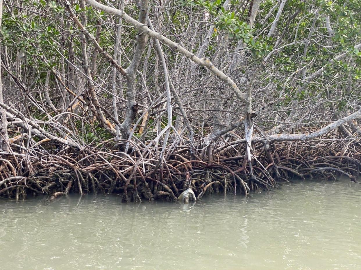 Mangrove roots provide habitat for marine life while filtering water and protecting shorelines from heavy winds and storm surges.