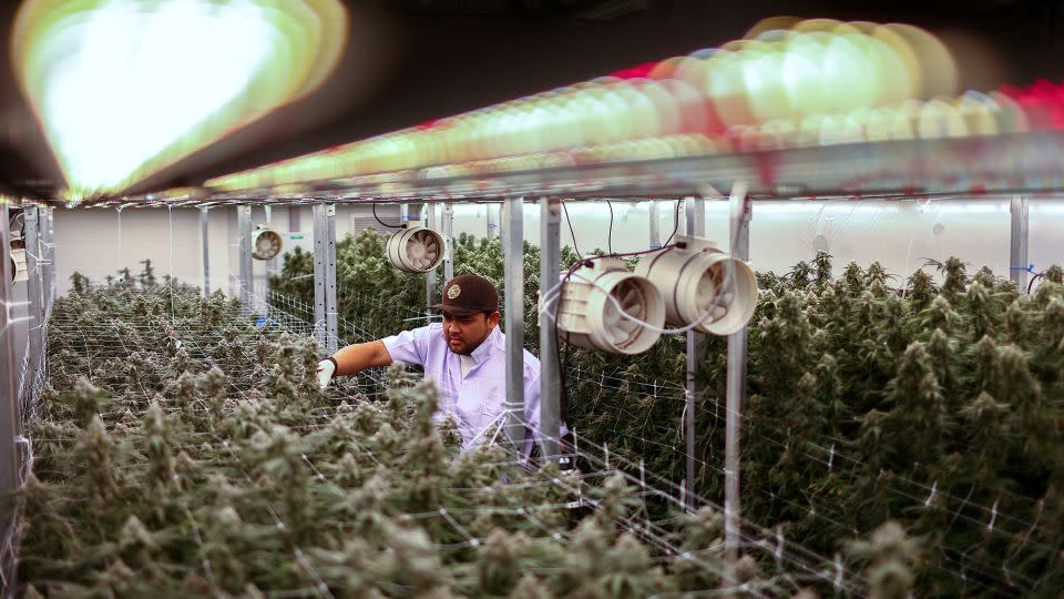 An indoor cannabis farm in Bangkok. - Athit Perawongmetha/Reuters