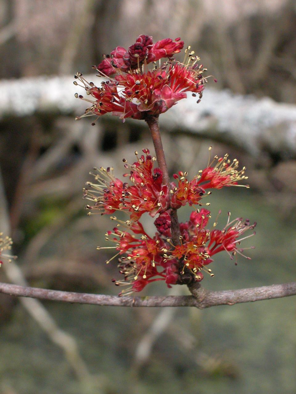 An individual red maple tree will generally have only male flowers, as in this photo, producing plenty of pollen, or female flowers, which eventually produce red, winged, one-seeded fruits.