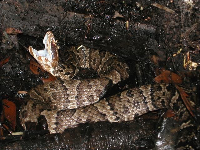 Cottonmouth snakes are found in every Florida county.