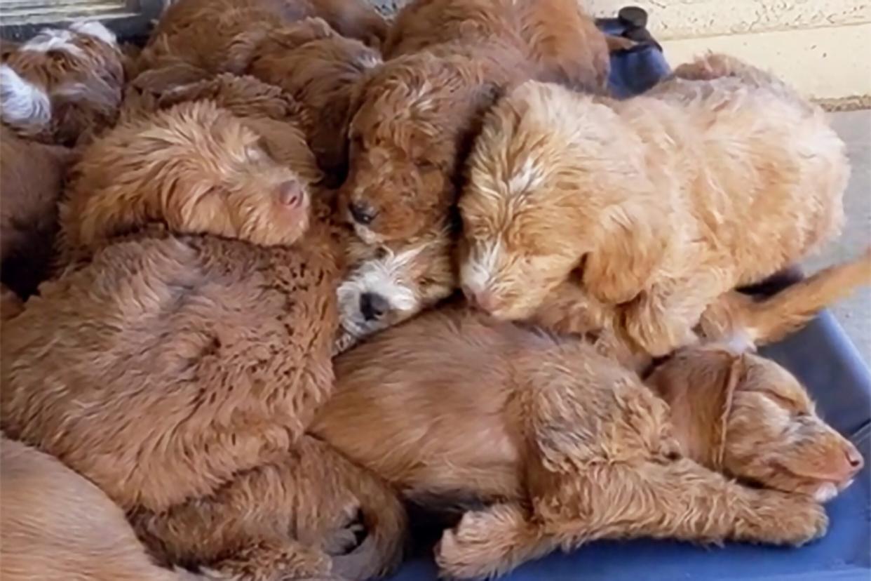 pile of sleeping puppies