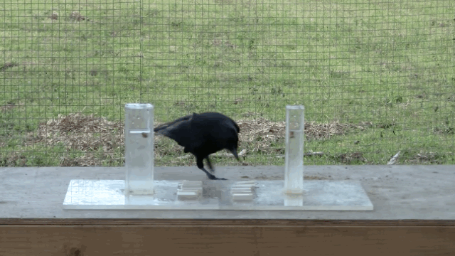 crow experiment 4.gif