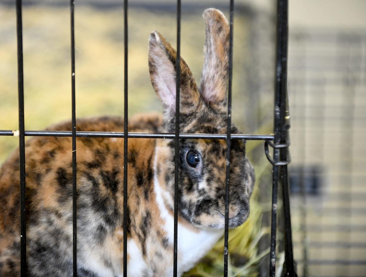 The Stark County Humane Society is seeking donations to help them care for 97 rabbits that were removed from a Canton home.