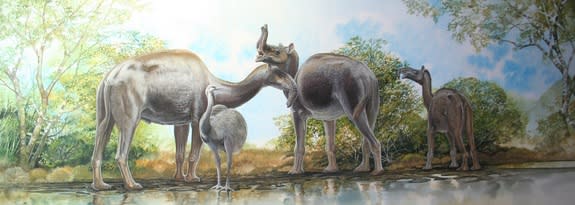 Macrauchenia was once thought to be related to a camel