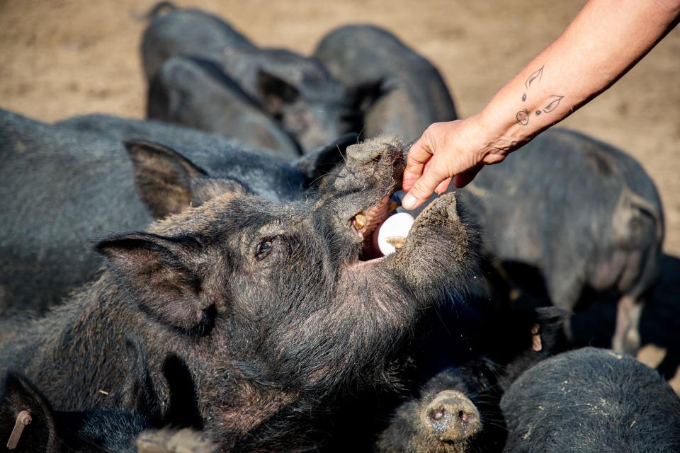 With the face of a pig tattooed just above. the inside of her wrist, Lorri Kelly feeds a chicken egg to Big Daddy, one of her heritage breed American Guinea Hogs Friday, Aug. 19, 2022. Kelly has 150 hogs on her farm as well as cows, horses and other animals that she cares for.