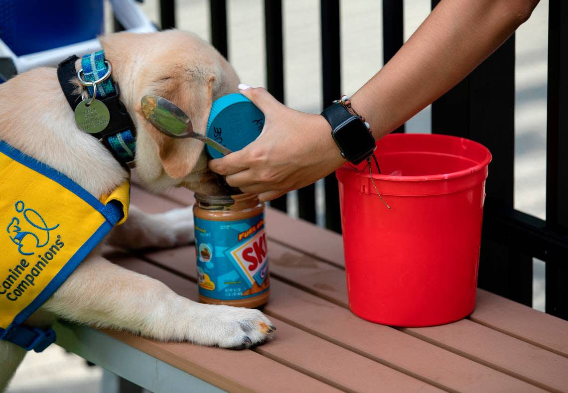 Maestro, a two-month-old Labrador and Golden Retriever mix puppy, steals a bite of peanut butter while playing outside with volunteers at the Duke Puppy Kindergarten on Thursday, Sept. 22, 2022, in Durham, N.C. The Duke Puppy Kindergarten studies how different rearing methods affect the traits of assistance dogs.