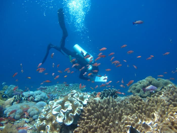 Newly found species: Based on surveys, there are 296 types of coral and 576 species of fish in Nusa Penida; five of them newly found and only in its waters. (