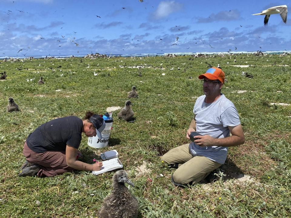 FILE- In this photo provided by the Pacific Rim Conservation, wildlife workers relocate Tristram's storm petrels on Hawaii's Tern Island, on March 29, 2022. U.S. officials on Friday, June 30, 2023, said they will make it easier for scientists to relocate plants and animals outside their historical ranges as a last resort to save species threatened with extinction by climate change. (L. Young/Pacific Rim Conservation via AP)