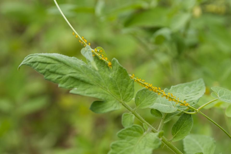 Small bugs crawl on a tomato plant, Tuesday, Aug. 15, 2023, at Elmwood Stock Farm in Georgetown, Ky. The organic farmstand-oriented can grow tomatoes and greens the whole year using tools like high tunnels, also known as hoop houses — greenhouse-like arches that shelter crops while still being partially open to the outdoors. (AP Photo/Joshua A. Bickel)