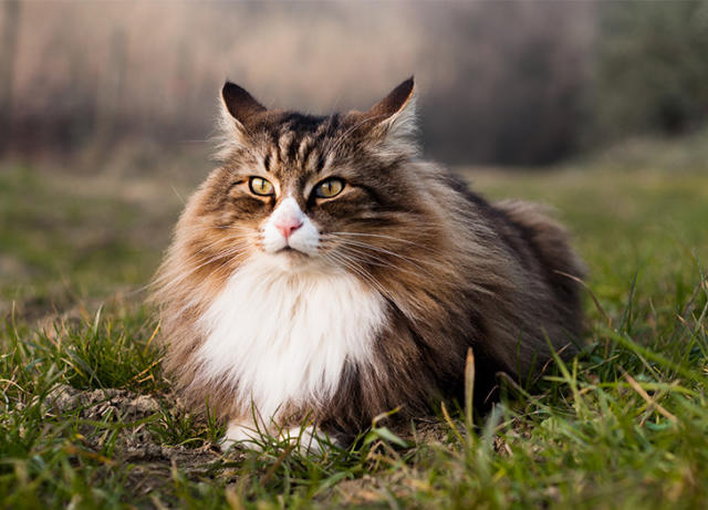 Meet 8 Of The Fluffiest Cat Breeds On Earth 