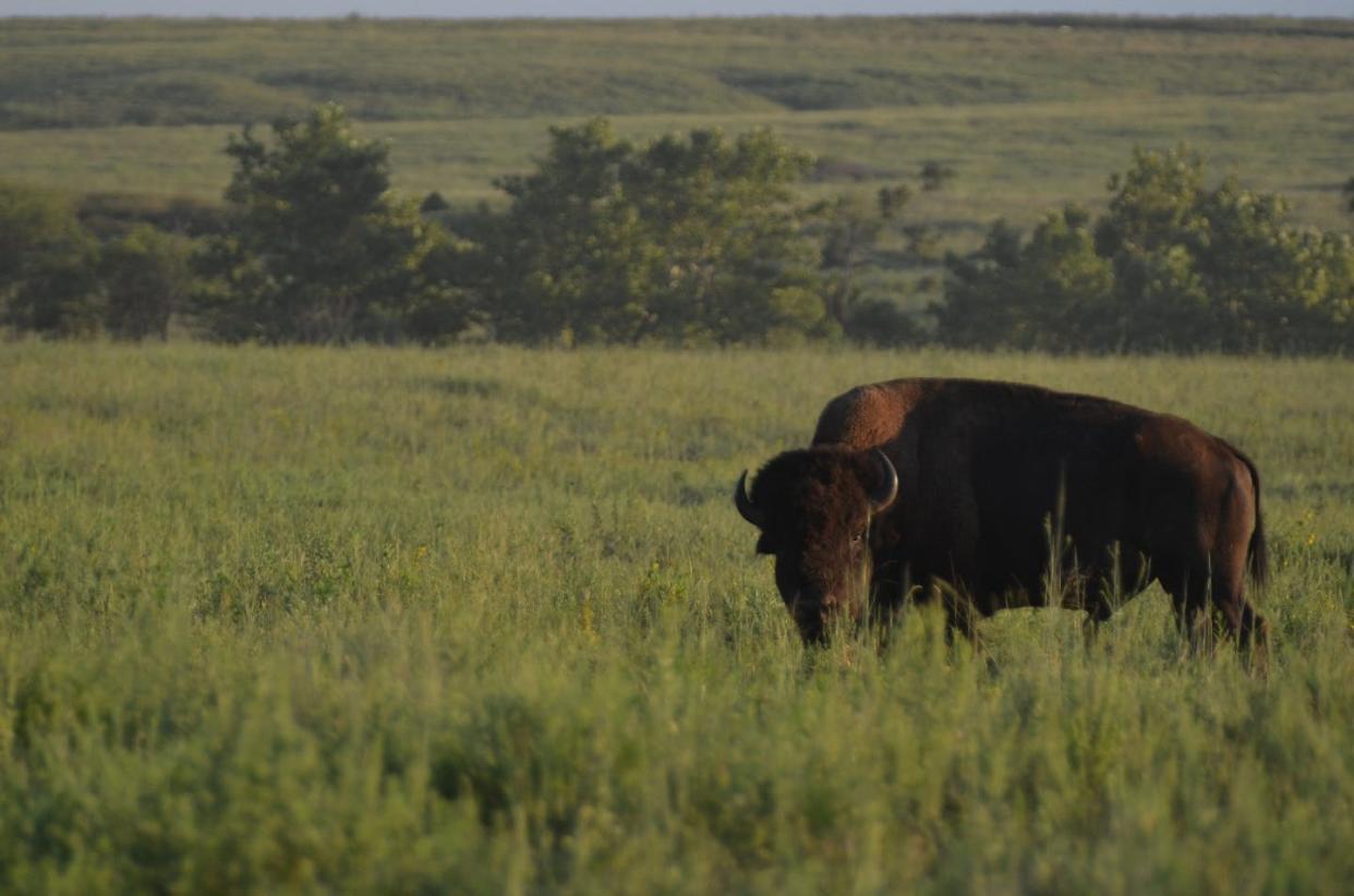 A young bull bison grazes on the Tallgrass Prairie Preserve, Pawhuska, Oklahoma. Matthew Moran, <a href="http://creativecommons.org/licenses/by-nd/4.0/" rel="nofollow noopener" target="_blank" data-ylk="slk:CC BY-ND;elm:context_link;itc:0;sec:content-canvas" class="link ">CC BY-ND</a>