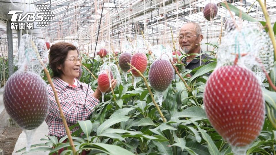 夏季是芒果盛產的季節。（圖／達志影像美聯社）