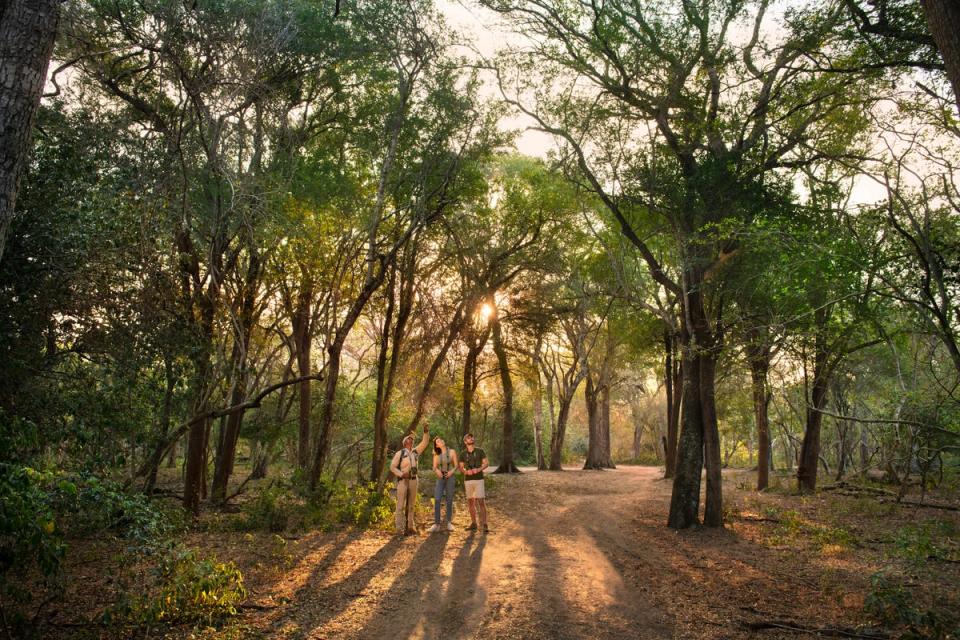 Walking safaris offer a different perspective of the sand forest (Phinda Forest Lodge)