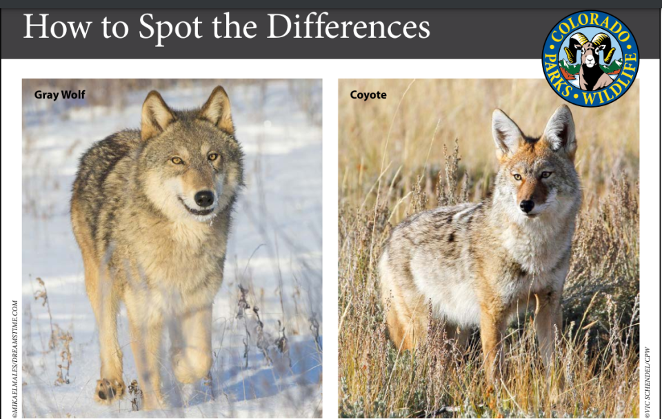 Here is how to tell the difference between a wolf and coyote.