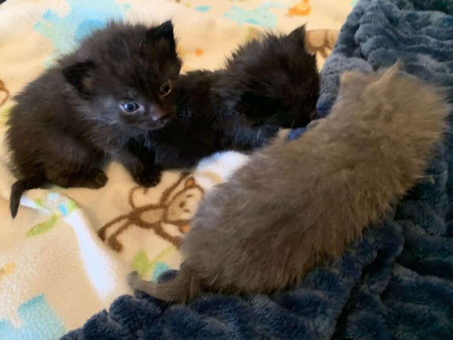 Abandoned kittens left at the Capital Area Humane Society are now recovering in foster care. (Photo: Penny Meyers)