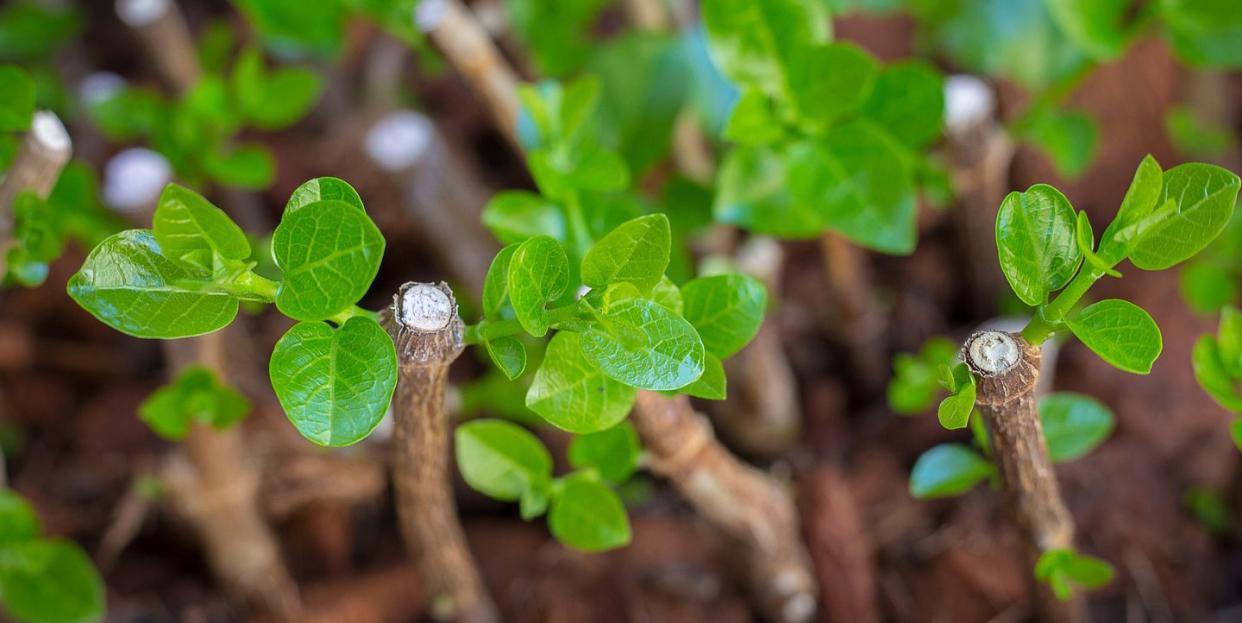 home gardening, plant propagation, hardwood cuttings