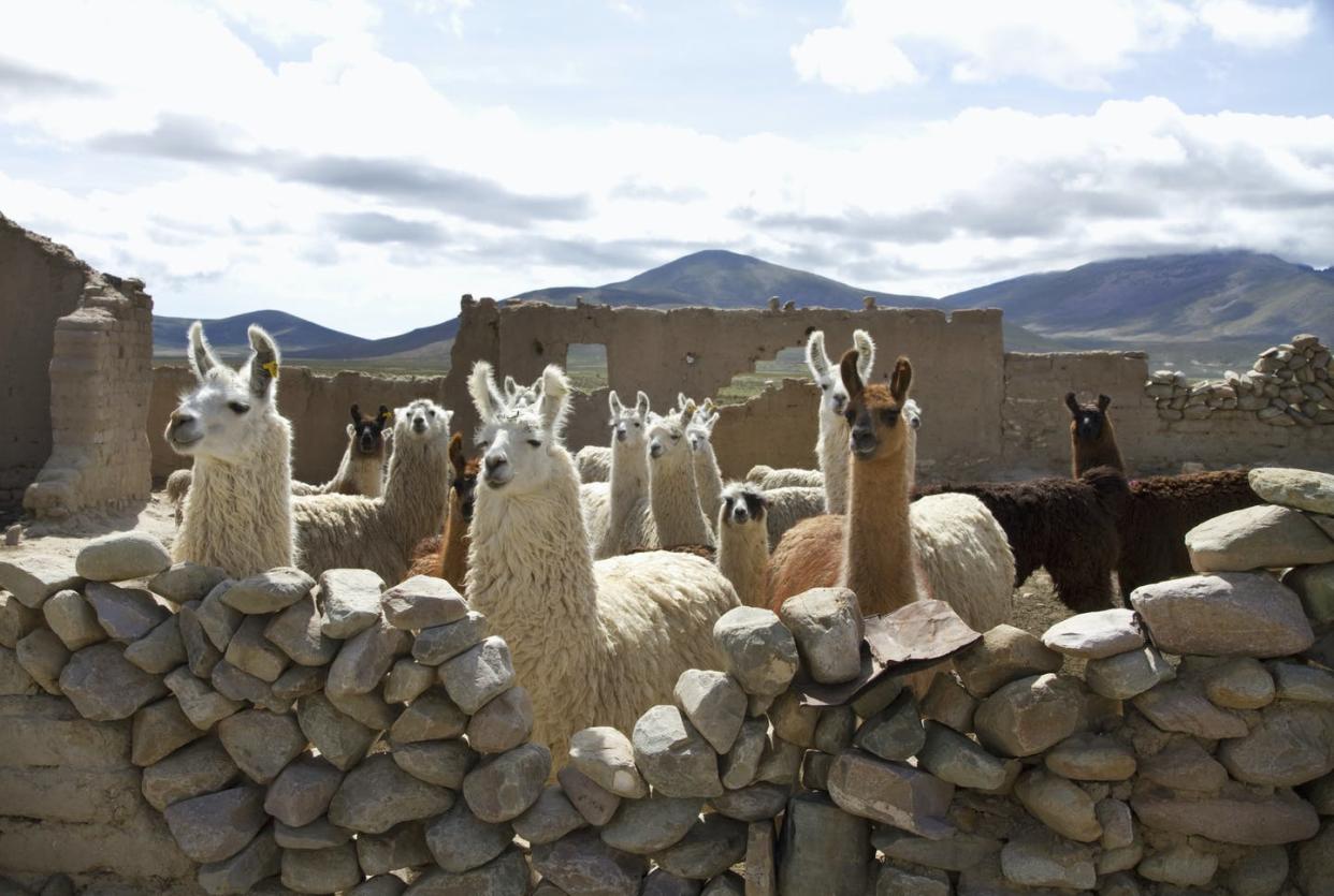 <span class="caption">Llamas In a pen, Pasajes, Tarija, Bolivia. </span> <span class="attribution"><a class="link " href="https://www.gettyimages.com/detail/news-photo/llamas-in-a-pen-pasajes-tarija-bolivia-news-photo/558032007?adppopup=true" rel="nofollow noopener" target="_blank" data-ylk="slk:Insights/Universal Images Group via Getty Images;elm:context_link;itc:0;sec:content-canvas">Insights/Universal Images Group via Getty Images</a></span>