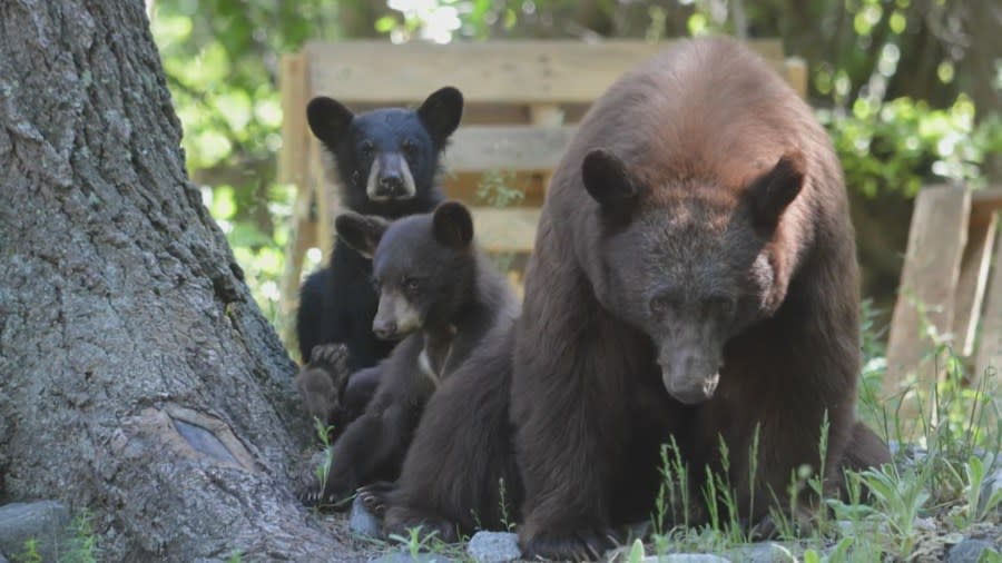 A sow and two cubs