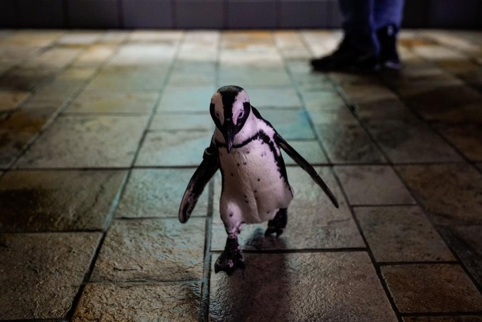 A small, black and white penguin waddles across a tile floor at Monterey Bay Aquarium