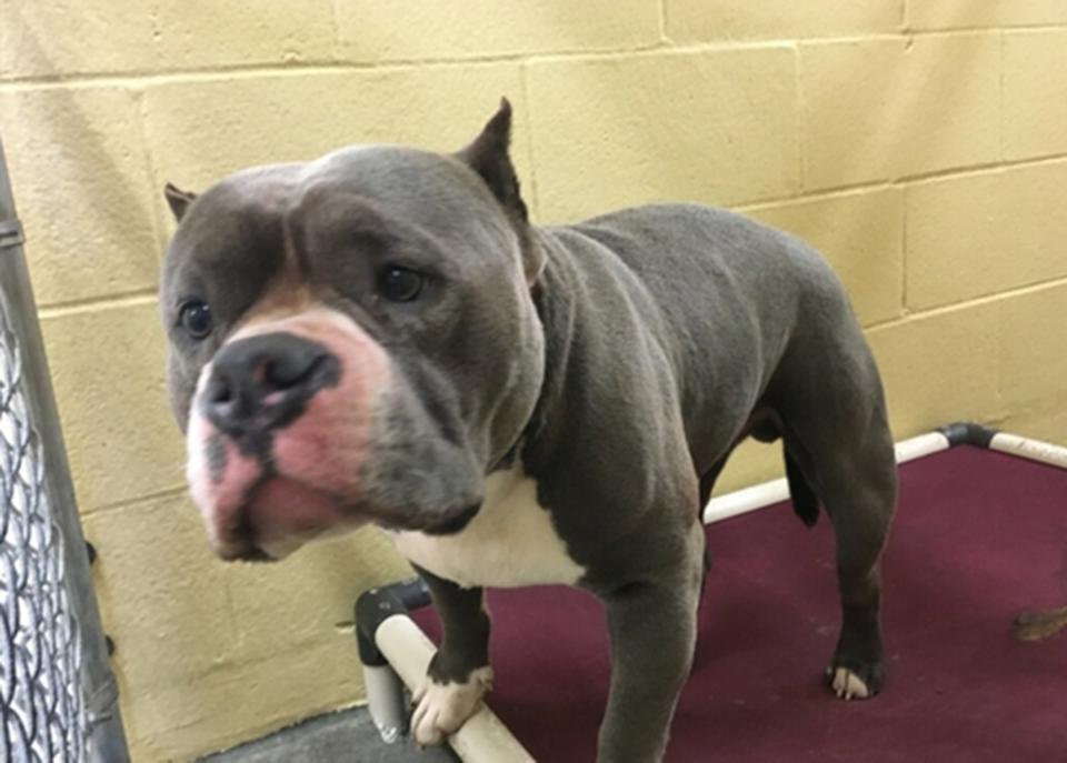 3 Pit Bulls Maul Calif. Mom and 3-Year-Old Son