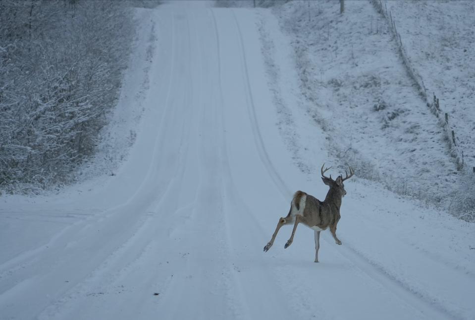 A deer runs across a snowy gravel road in Iowa.