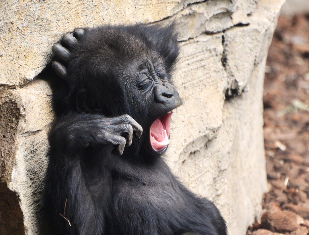 This tiny, adorable baby gorilla was caught with its mouth ag-ape as it let out a mighty yawn. (Photos: Dusica Paripovic/Mercury Press)