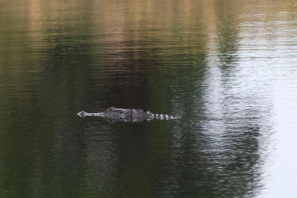 A reptile swims in a pond Tuesday, Jan. 12, 2021, in Jensen Beach.