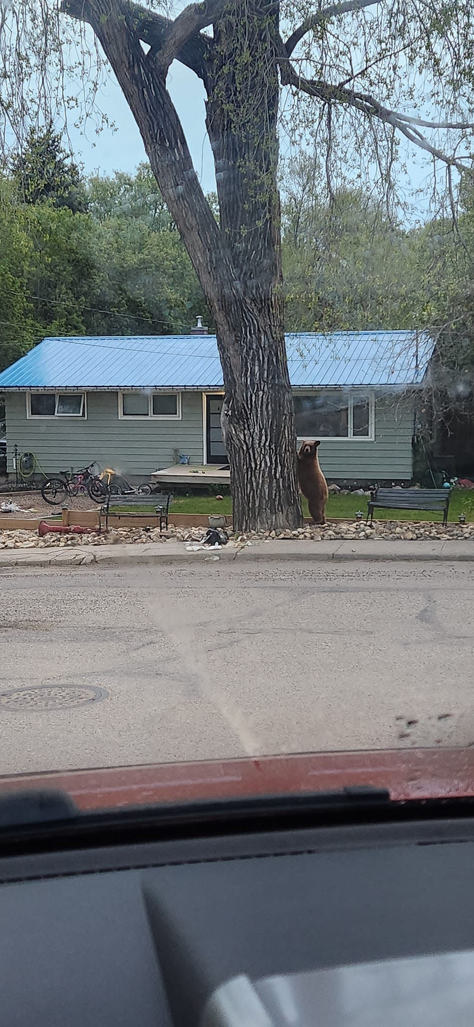 A bear made its way into the town of Lumsden, northwest of Regina, on Thursday. It was killed later that day by RCMP after attempts to capture it were unsuccessful. (Curtis Koskie/Facebook - image credit)