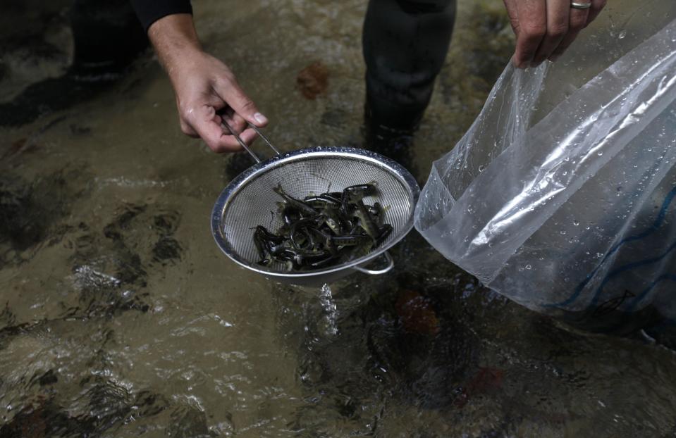 A fishermen takes out salmon fry from an oxygen bag near the village of Jetrichovice