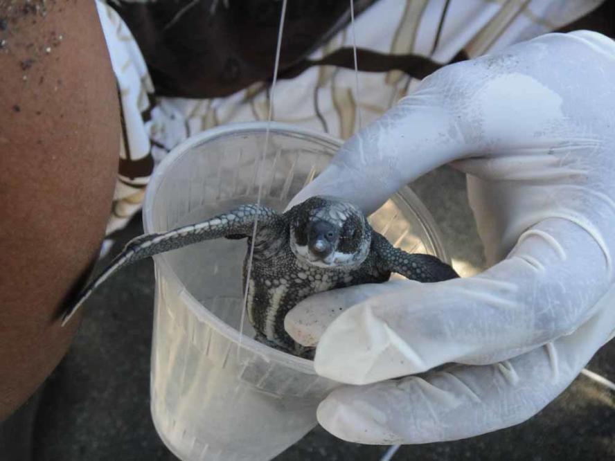 Sea turtle trauma: Video shows rescuers extracting plastic straw