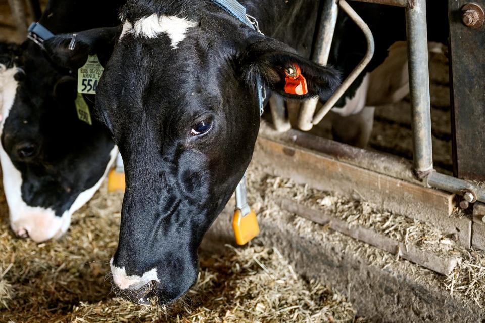 A cow eats silage in a barn on Friday, July 15, 2022, at the MSU Dairy Cattle Teaching & Research Center in East Lansing. Only one side of the barn can be used because of holes in the flooring on the other side.