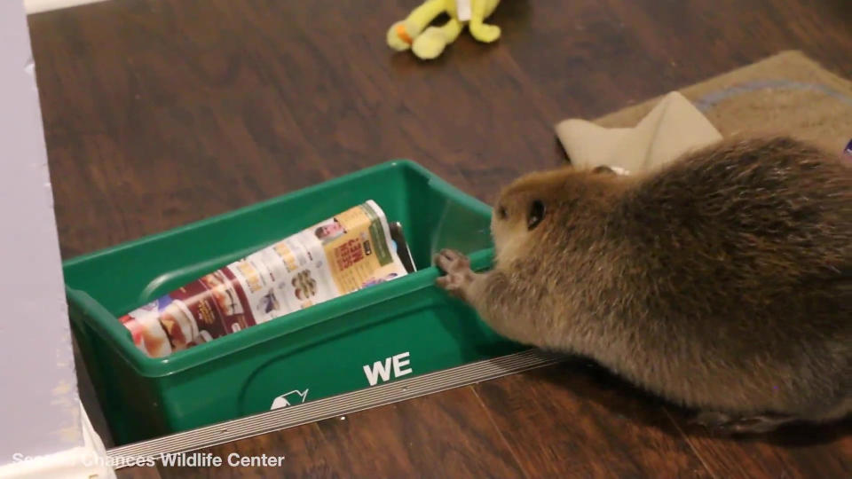 Meet Justin Beaver - the 'educational rodent' who visits schools and regularly steals his keeper's belongings -- to build a dam. JB is a licensed educational animal who was rescued three years ago and came into the care of 'Second Chances Wildlife Center'. But new 'mum' Brigette Brouillard revealed having a baby beaver was not easy as JB's instincts made him steal everyday items from her house and arrange them in the style of a dam. He is also partial to gnawing at anything wooden and doesn't know the difference between a lump of wood and an antique dresser.