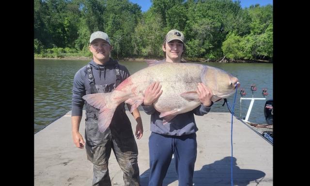 Catch of record-size carp 'like pulling the plug out of the river' - Yahoo  Sports
