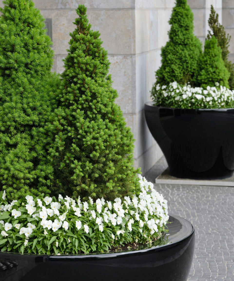 WHAT EVERGREEN TREES ARE BEST FOR SMALL GARDENS?