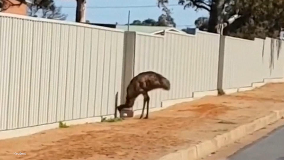 Thirsty emus flock to outback mining town of Broken Hill as NSW drought deepens