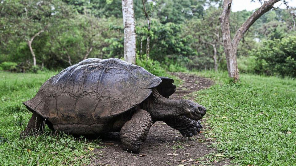 Tortuga en las islas Galápagos