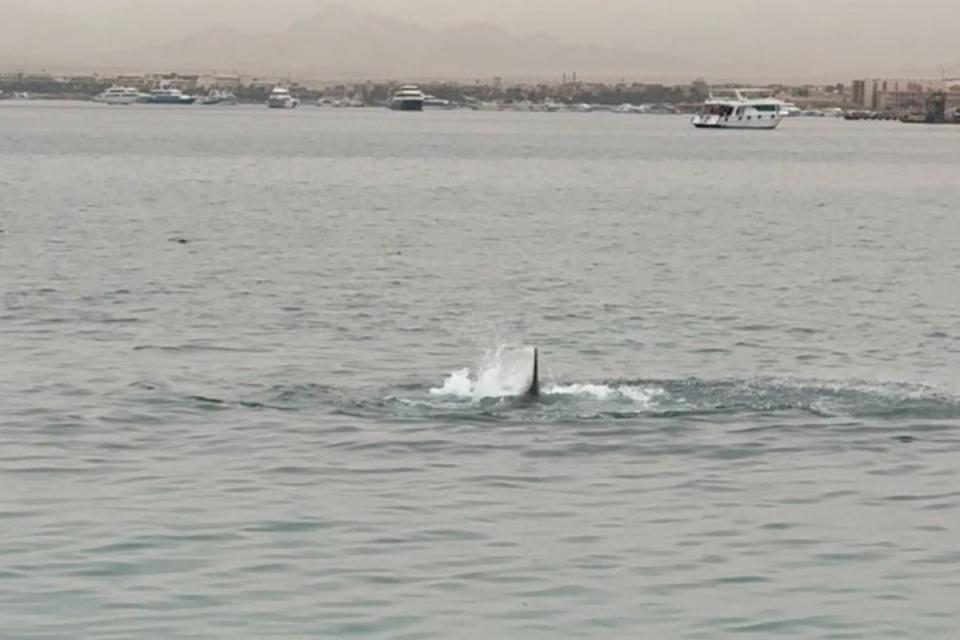 A shark fin is seen above the water during a shark attack in Hurghada (Grigory Kataev via REUTERS)