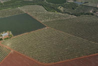 An orange plantation lies in Mogi Guacu, Brazil, Thursday, June 13, 2024. Brazil, the world's largest exporter of orange juice, has been affected by heatwaves, a lack of rainfall and an increase in citrus greening bacteria. (AP Photo/Andre Penner)