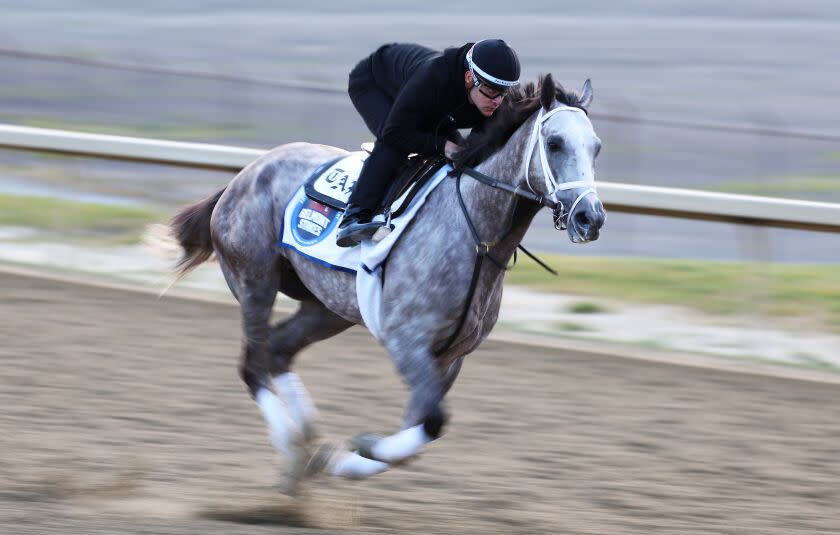 ELMONT, NEW YORK - JUNE 09: Tapit Trice trains on the track during morning workouts.