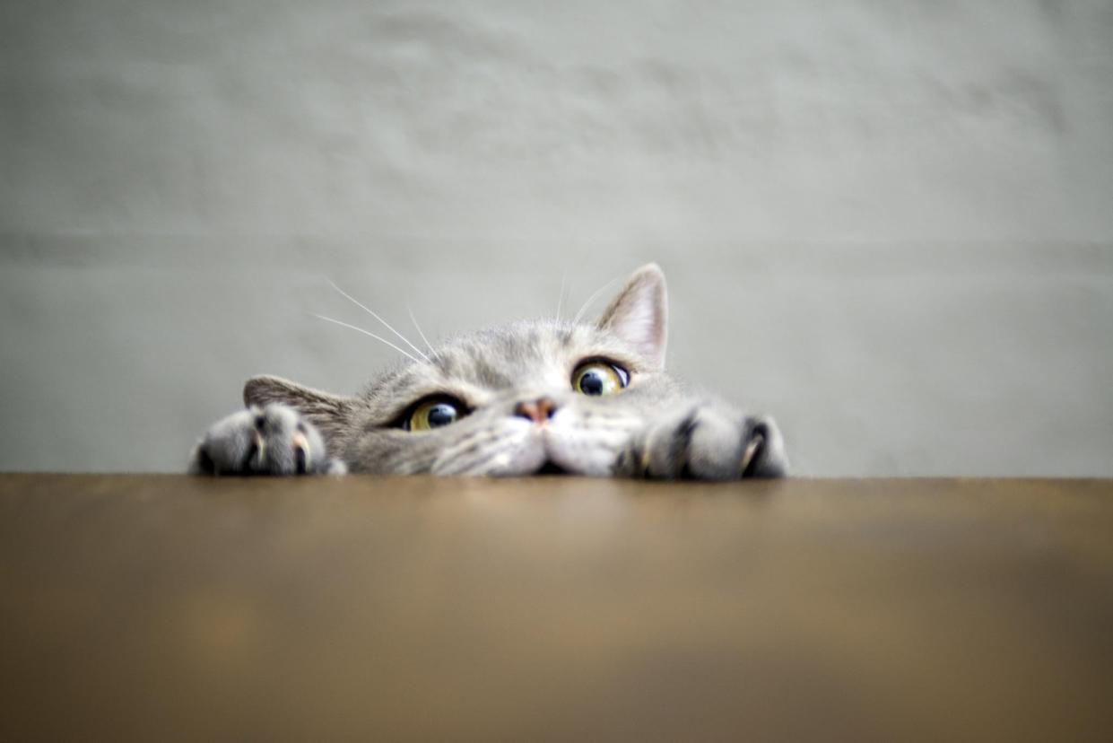 Debunk your cat's mysterious messages (101cats/istockphoto)