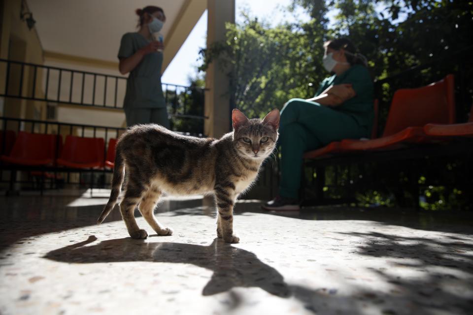 In this photo taken on Friday, May 8, 2020, medical staff chat on a balcony as a cat stands outside doctors' office at the COVID-19 Clinic of Sotiria Hospital in Athens. Greece's main hospital for the treatment of COVID-19 is also the focus of a hands-on training program for dozens of medical students who volunteered to relieve hard-pressed doctors from their simpler duties while gaining a close peek at the front lines of a struggle unmatched in modern medical history. (AP Photo/Thanassis Stavrakis)