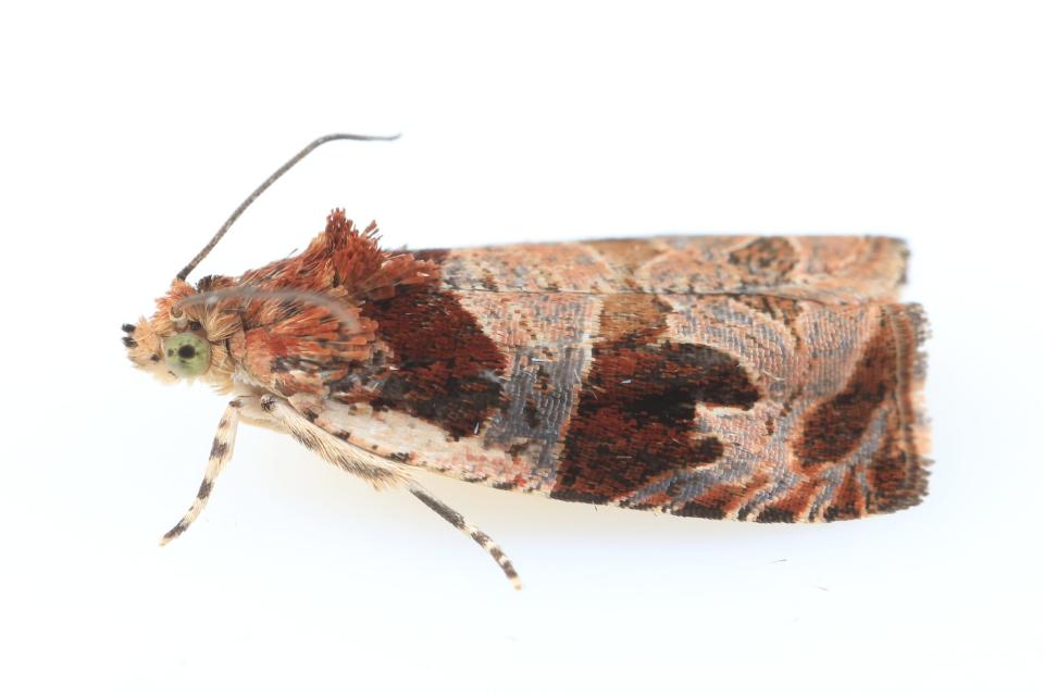 University of California–Los Angeles Ph.D. student Graham Montgomery photographed this leafroller moth species while completing his research in Great Smoky Mountains National Park.