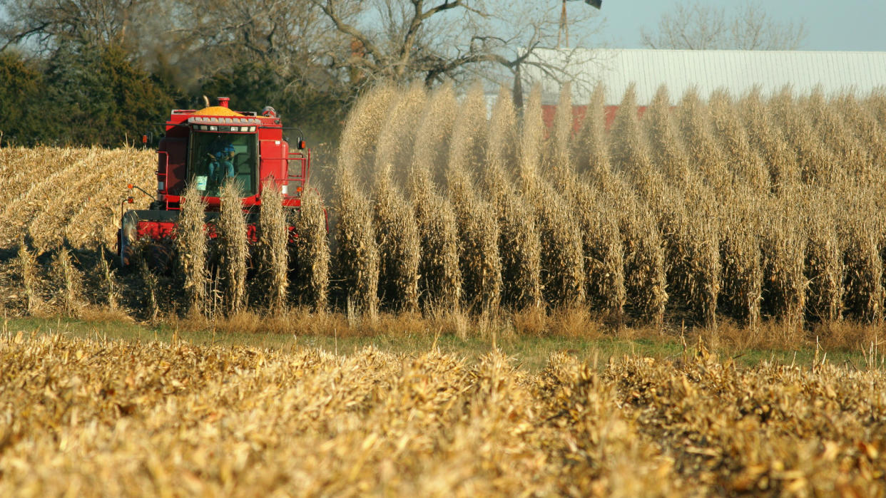 farming corn