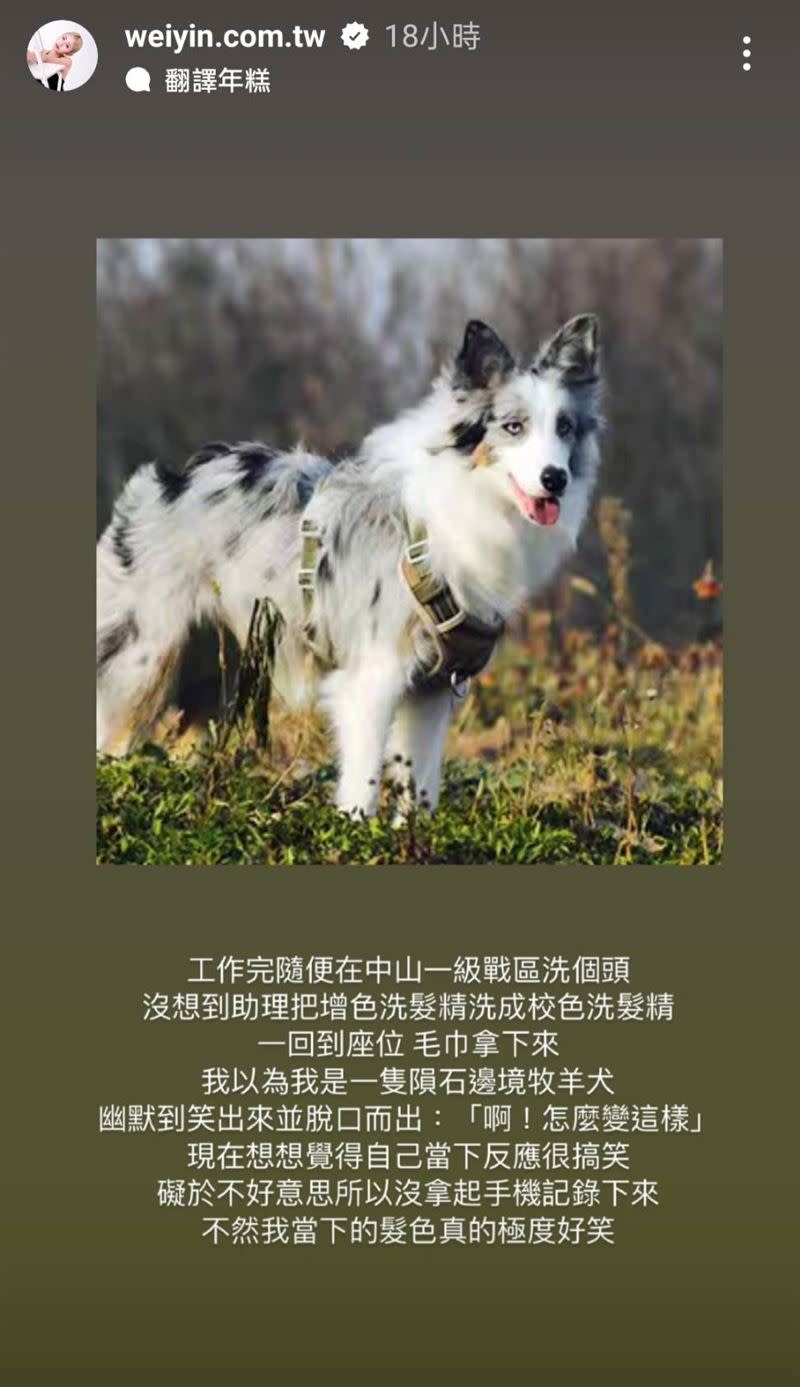 鮪魚自嘲自己是「隕石邊境牧羊犬」。（圖／翻攝自Instagram／weiyin.com.tw）