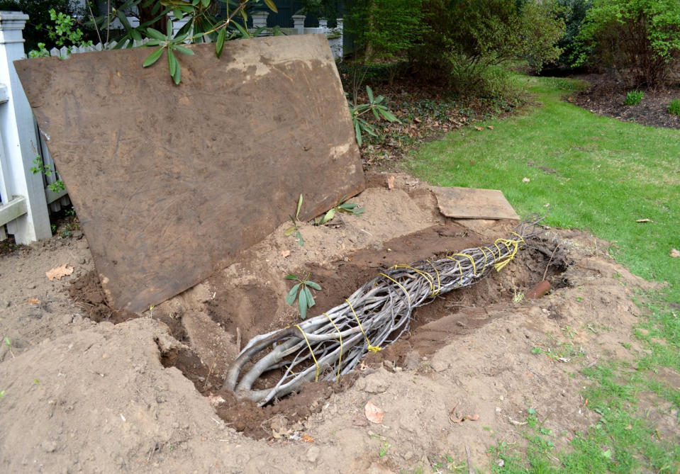 This 2021 image provided by Mary Menniti shows a fig tree that has been buried and protected with plywood in Sewickley, Penn. (Mary Menniti/TheItalianGardenProject.com via AP)