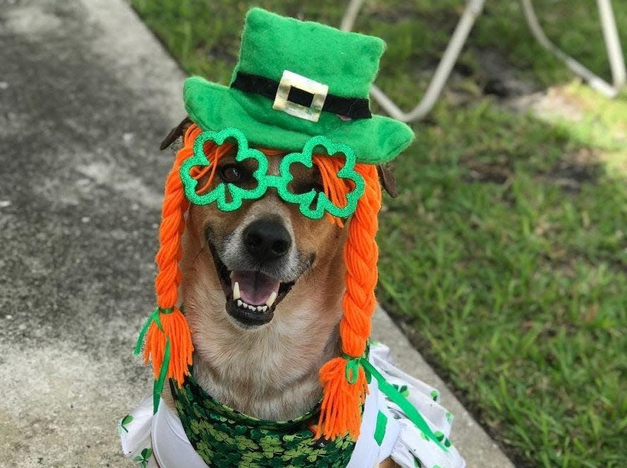 In this photo from a year ago, a dog dressed up in St. Patrick's Day attire poses for the camera.