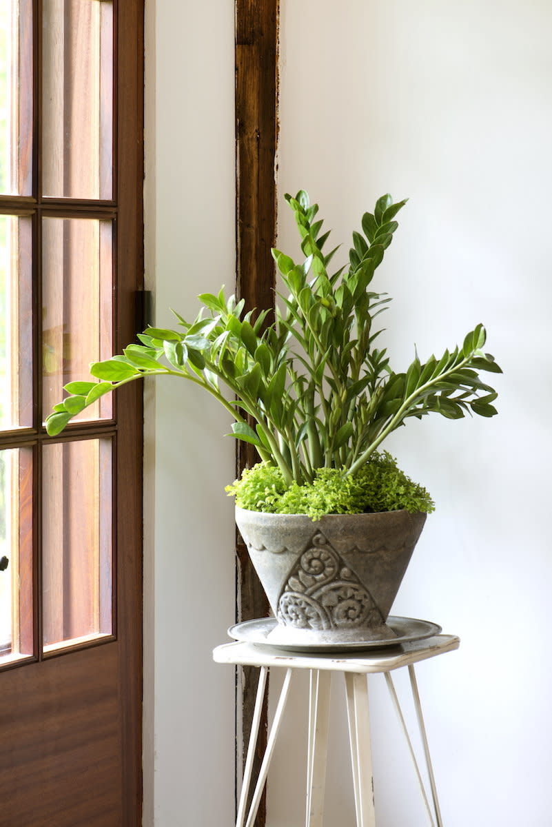 The Zamioculcas zamiifolia (or ZZ plant) is perfect for you if you, say, "almost live in a closet," Martin said. "A ZZ&nbsp;plant can take almost no light; it&rsquo;s just amazing how little light they need. If you forgot to water, it wouldn&rsquo;t hold a permanent grudge against you."