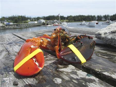 REFILE - CORRECTING BYLINE An extremely rare, two-toned, half-orange, half-brown lobster caught off the coast of Maine is pictured in this undated handout photo. REUTERS/Elsie Mason/Ship to Shore Lobster Co./Handout